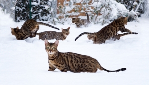 1415647_bengal_cat_jumping_in_snowy_garden