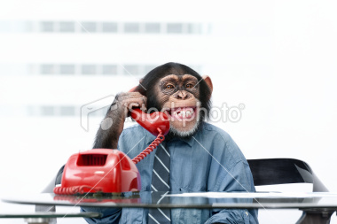 stock-photo-18566495-male-chimpanzee-in-business-clothes