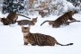 1415647_bengal_cat_jumping_in_snowy_garden