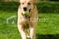stock-photo-19777043-dog-fetch