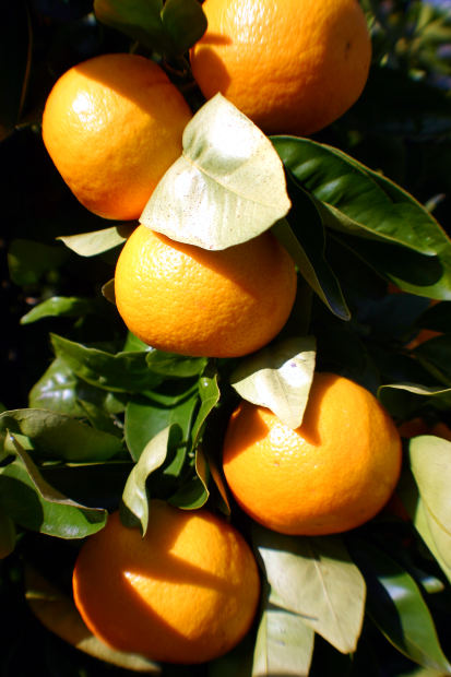תפוזים מפזזים