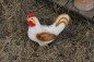 1414048_old_chicken_lawn_ornament